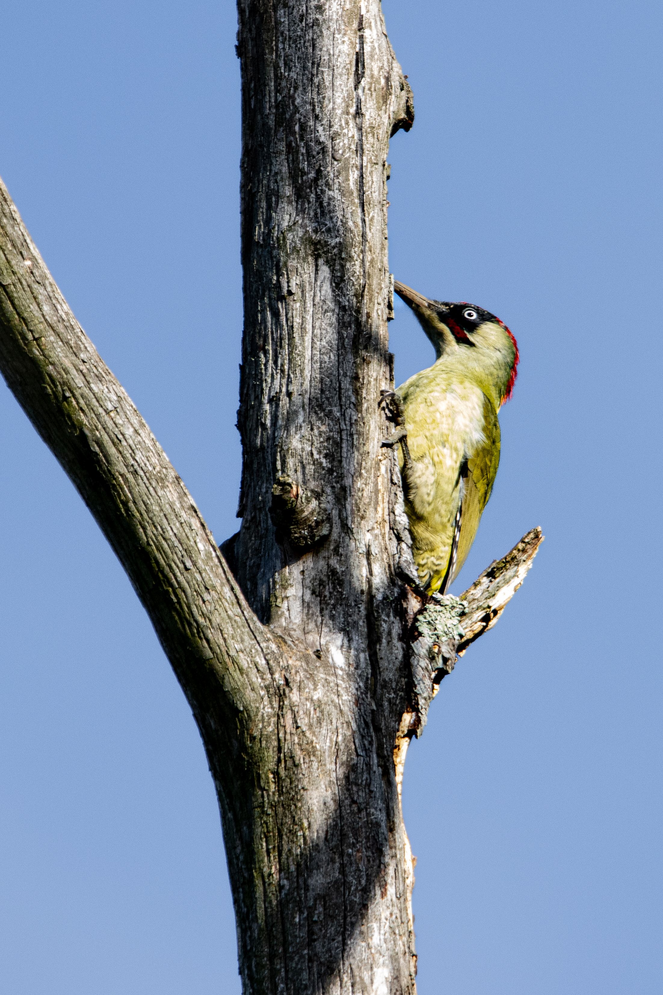  Male Green Woodpecker 